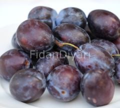 Mürdüm Erik Fidanı Yarıbodur 80-120 cm, Tüplü/Saksılı