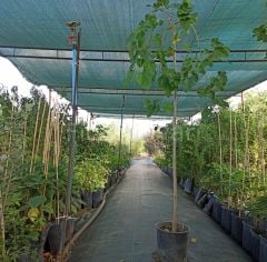 Ters Dut fidanı 3 yaş, 160-200 cm, Saksılı