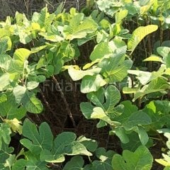 Bursa Siyahı İncir Fidanı 120-170 cm, 3-4 Yaş Tüplü/Saksılı