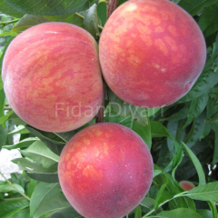 J.H Hale Şeftali Fidanı 120-150 cm, 3 Yaş, Tüplü/Saksılı