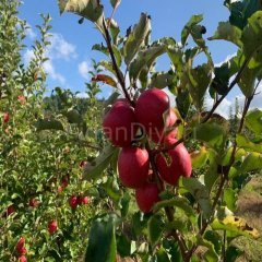 Rose Glow Elma Fidanı, 120-150 cm, 3 Yaş Tüplü/Saksılı
