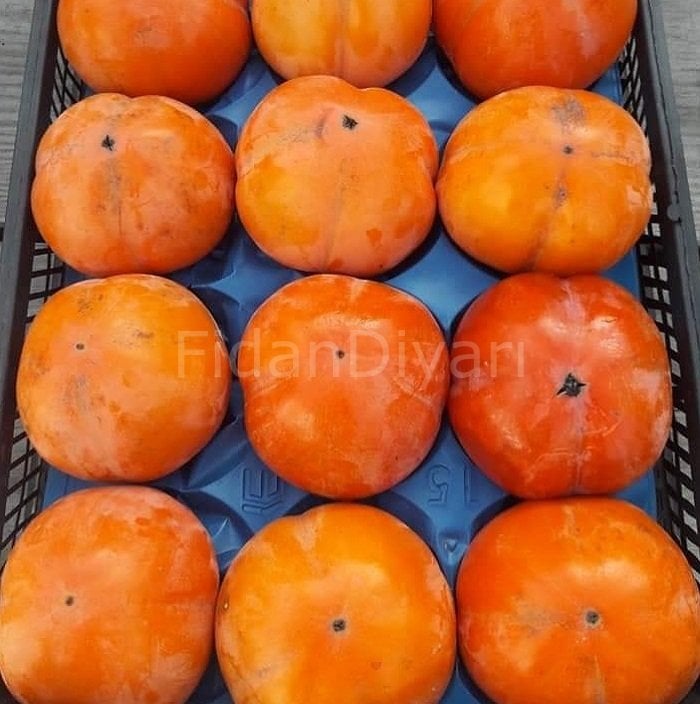 Fuyu Trabzon Hurması Fidanı 120-150 cm, 3 Yaş, Tüplü/Saksılı