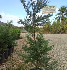 Leylandi Fidanı 50 cm, Saksılı