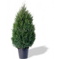 Leylandi Fidanı 50 cm, Saksılı