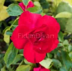 Gül Fidanı 40-50 cm, Tüplü/Saksılı