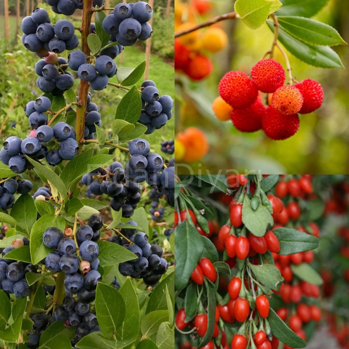 3'lü Bomba Paket(Gojıberry, Dağ çileği, Yaban Mersini) Saksılı