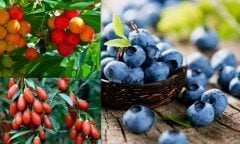 3'lü Bomba Paket(Gojıberry, Dağ çileği, Yaban Mersini) Saksılı