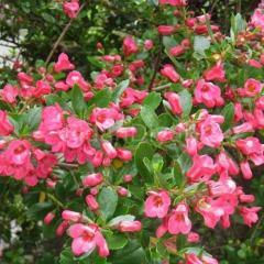 Pembe Çiçekli Eskalonya (Escallonia Cardinallis) Fidanı, 30-40 cm, Saksılı