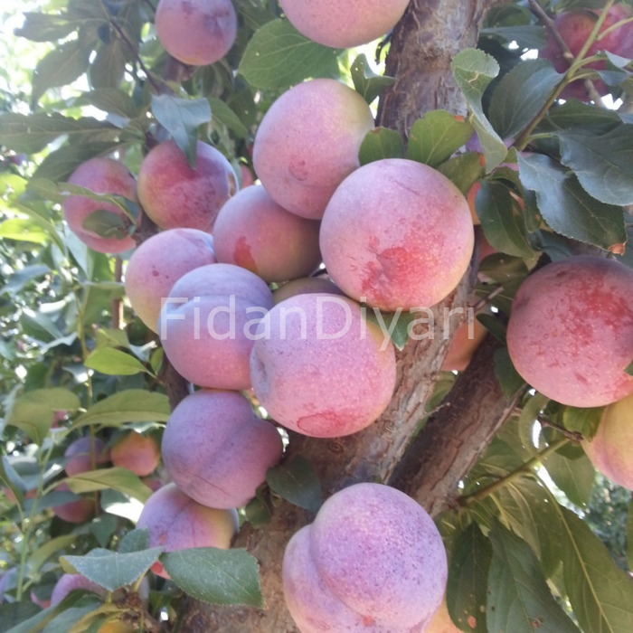 Açık Köklü  Autumn Giant Erik Fidanı