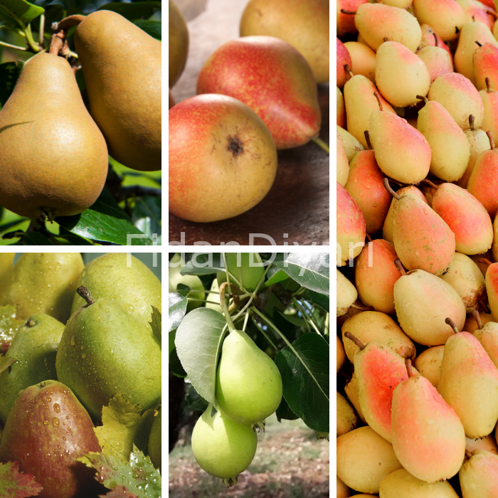 Açık Köklü 5'li Karışık Armut Fidanı