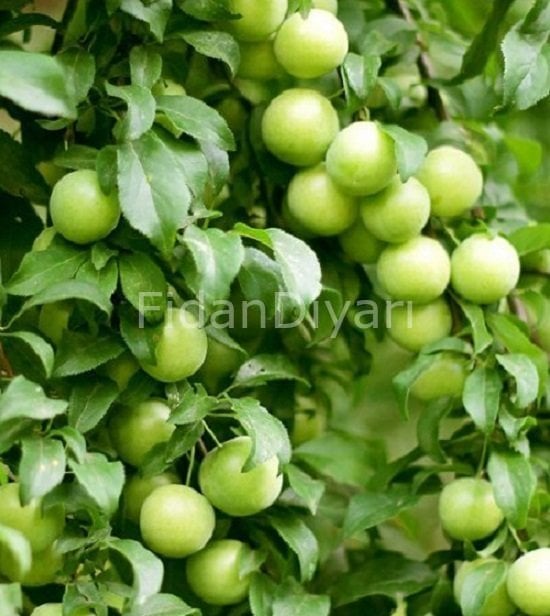 Açık Köklü Ağustos-Geçci Gölcük Papazı Erik Fidanı