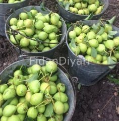 Açık köklü Akça armut fidanı