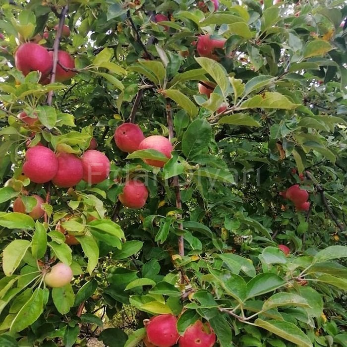 Açık köklü Amasya Elma Fidanı