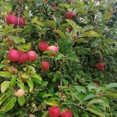 Açık köklü Amasya Elma Fidanı