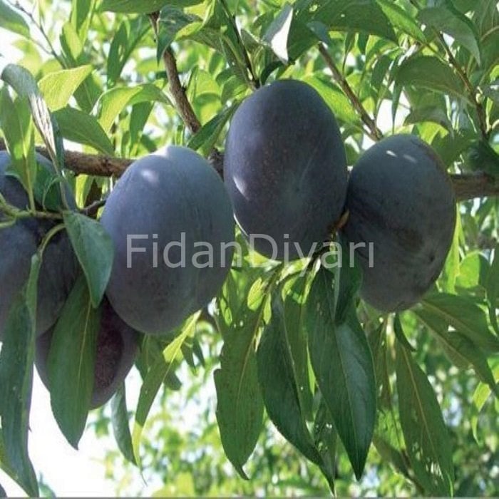 Açık Köklü Angeleno /Anjelika Erik Fidanı