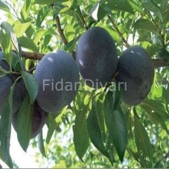 Açık Köklü Angeleno /Anjelika Erik Fidanı