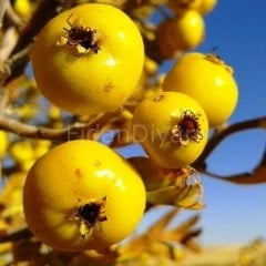 Açık köklü Aşılı Sarı Alıç fidanı