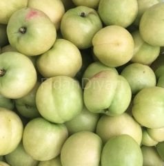 Açık köklü Beyaz Tüysüz Nektarin Fidanı