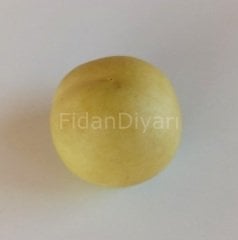 Açık köklü Beyaz Tüysüz Nektarin Fidanı