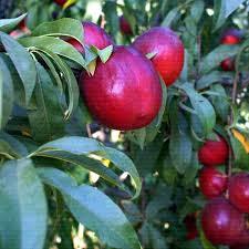 Açık Köklü Big Top Nektarin Fidanı