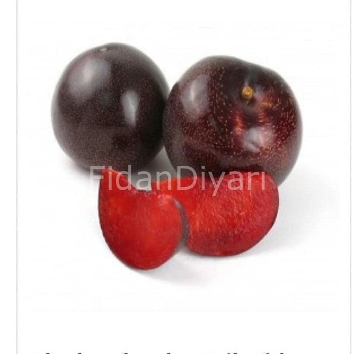 Açık köklü Black Splendor Erik fidanı