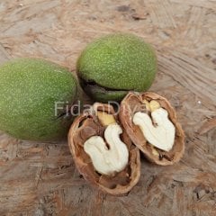 Açık köklü Chandler Salkım Ceviz fidanı, İnce kabuklu