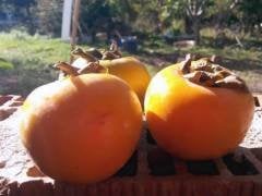 Açık köklü Hachiya Trabzon hurması fidanı