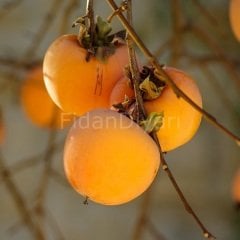 Açık köklü Hachiya Trabzon hurması fidanı