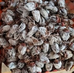 Açık köklü Hachiya Trabzon hurması fidanı