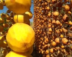 Açık köklü Hachiya Trabzon hurması fidanı