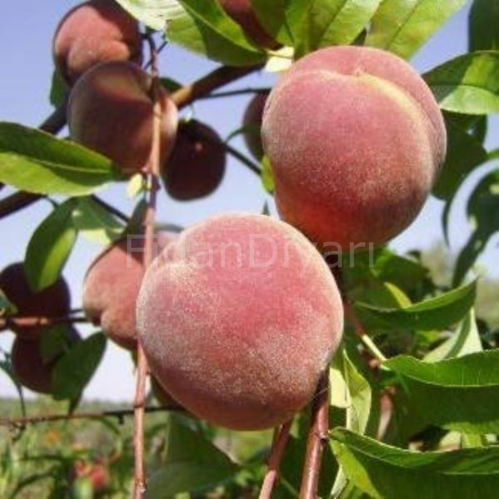 Açık Köklü Cresthaven Şeftali Fidanı