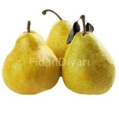 Açık köklü Deveci armut fidanı