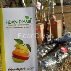 Açık köklü Deveci armut fidanı