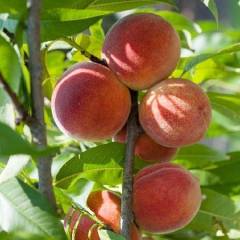 Açık köklü Dıxıred Şeftali Fidanı
