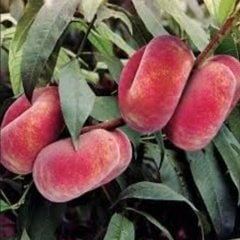 Açık köklü Domat Şeftali Fidanı