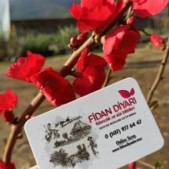 Açık köklü Domat Şeftali Fidanı