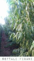 Açık köklü Domat Şeftali Fidanı