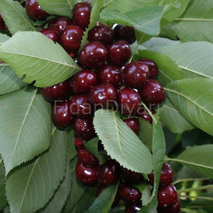 Açık köklü Early Burlat Kiraz Fidanı