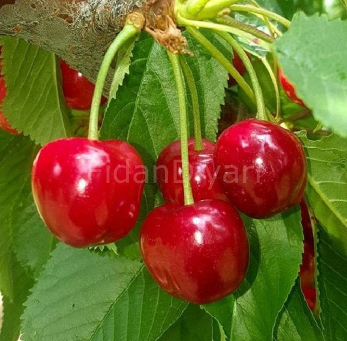 Açık köklü Early Lory Kiraz Fidanı