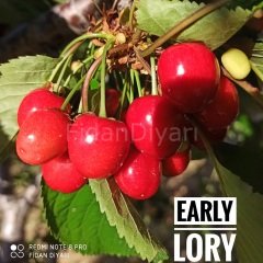 Açık köklü Early Lory Kiraz Fidanı