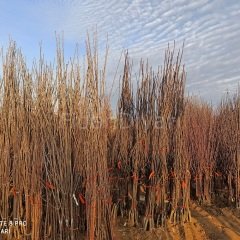 Açık köklü Early Lory Kiraz Fidanı