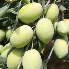 Deliceye Aşılı Memecik Zeytin Fidanı, 150-200 cm, 4 Yaş Tüplü/Saksılı