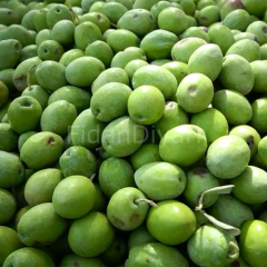 Deliceye aşılı Çekişte Zeytin Fidanı, 150-200 cm, 4 Yaş Tüplü/Saksılı