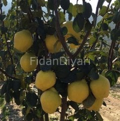 Açık köklü Ege 22 Ayva fidanı