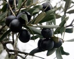 Deliceye Aşılı Gemlik Zeytin Fidanı, 150-200 cm, 4 Yaş Tüplü/Saksılı