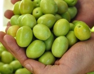 Deliceye Aşı Domat Zeytin Fidanı, 150-200 cm, 4 Yaş Tüplü/Saksılı