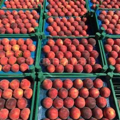 Açık köklü Elegant Lady Şeftali Fidanı