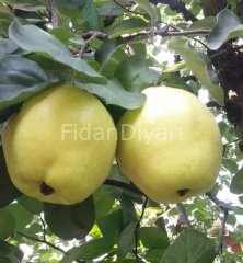 Açık köklü Eşme Ayva fidanı