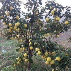 Açık köklü Eşme Ayva fidanı