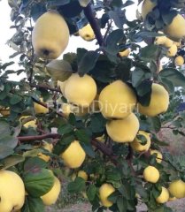 Açık köklü Eşme Ayva fidanı